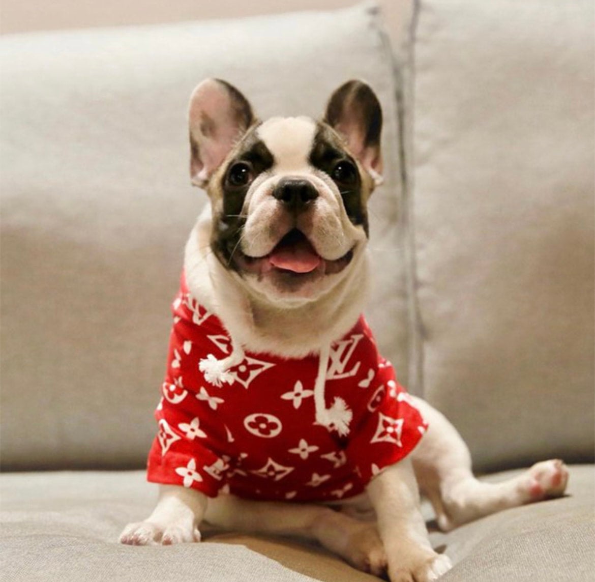 Supreme LV Hoodie Sandoval s Pampered Paws